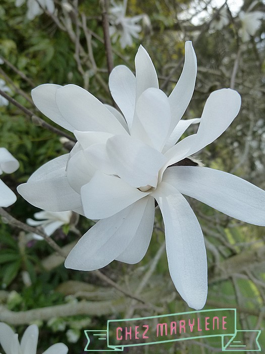 Magnolia stelata (6)